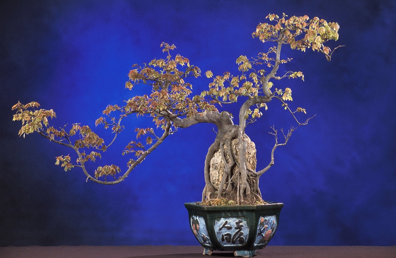 przycinanie fikusa bonsai